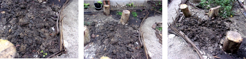 Images of tropical backyard garden plant patch after
        concrete has been removed