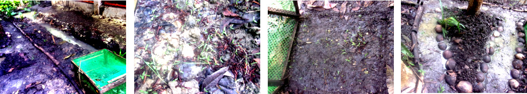 Images of bedraggled garden patches in tropical
        backyard