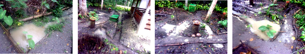 Images of drainage in tropical backyard after rain