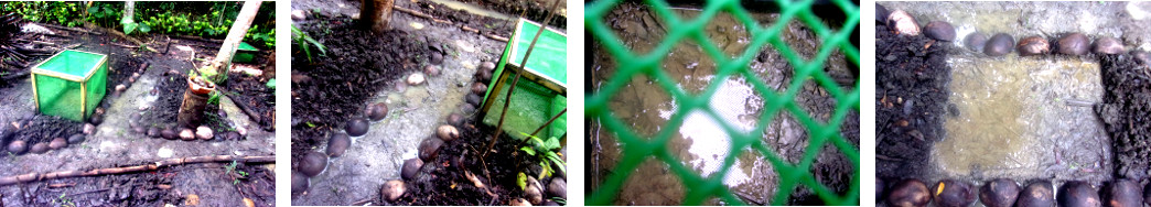 Excessive rain floods garden frame
        -killing seedlings in tropical backyard