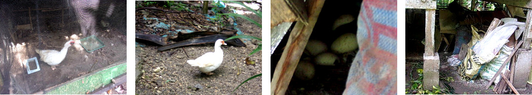 Images of escaped tropical backyard duck with eggs