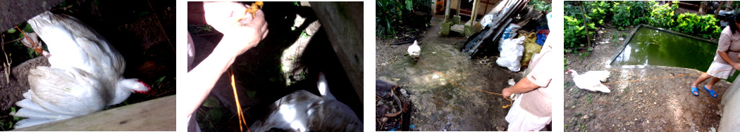 Images of tropical backyard duck being tied up to
        prevent him eating duckling's food -while giving acces to
        females