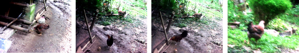 Images of fattening Hen foraging in Tropical backyard