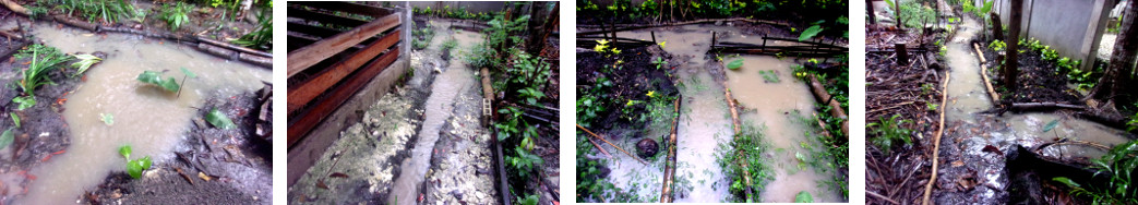 Images of flooding in tropical backyard