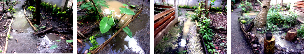 Images of flooding in tropical backyard