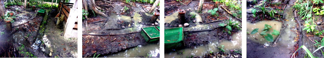 Images of flooding in tropical backyard