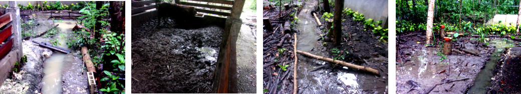 Images of flooding in tropical backyard