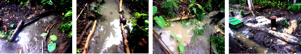 Images of flooding in tropical backyard