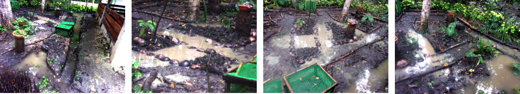 Images of flooding in tropical backyard