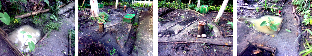 Images of floodwater subsiding in tropical backyard