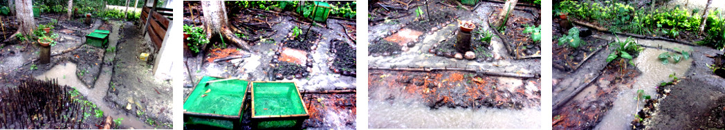 Images of flooded areas in tropical backyard