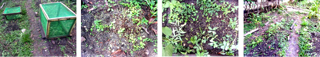 Images of anti-Chicken tropical backyard garden frames
        moved after seedlings have sprouted