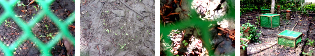 Images of seedlings sprouting under pratiective
        (anti-chicken) frames in tropical backyard