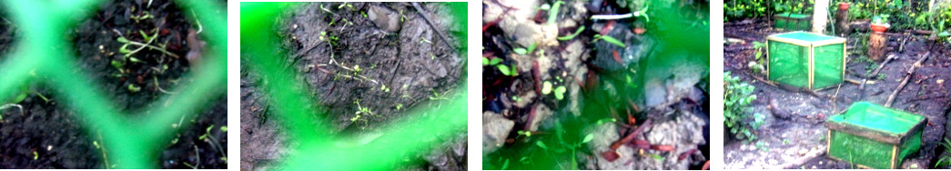 Images of seedlings in tropical backyard garden frames
        after heavy rain