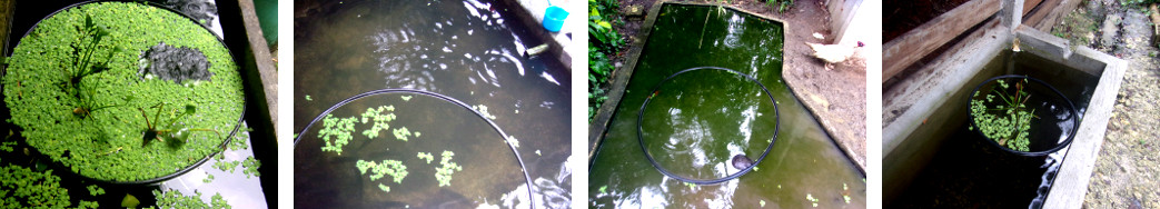Images of floating plastic hoops to limit turbulance and
        protect water plants in tropical backyard