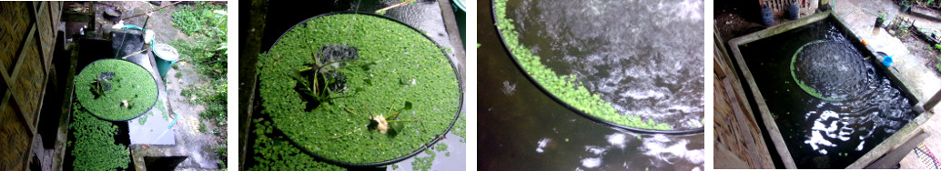 Images of the effect of hoops in tropical backyard pond