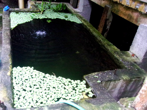 Image of full water reservoir in
        tropical backyard