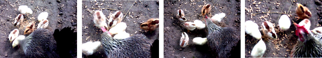 Images of newly hatched tropical backyard chicks