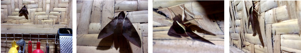 Images of Moth in tropical house kitchen at night