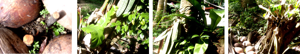 Imags of plants growing around one tropical backyard
        tree
