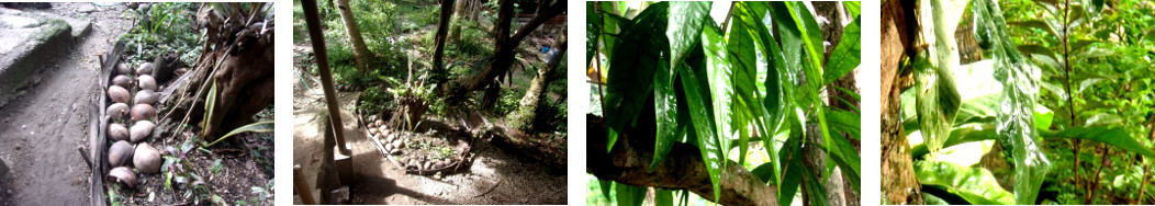 Images of plants growing around a single tropical
        backyard tree