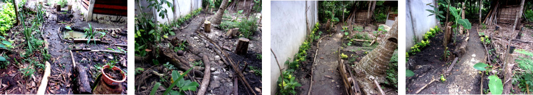 Images of paths in tropical backyard