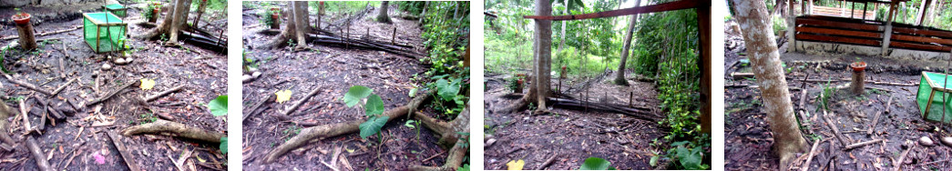 Images of unstructured area in tropical backyard