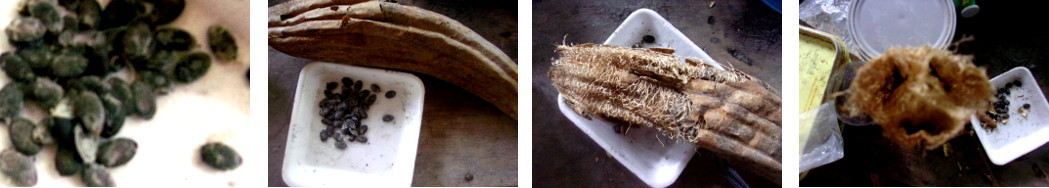 Images of seeds being collected from Luffa