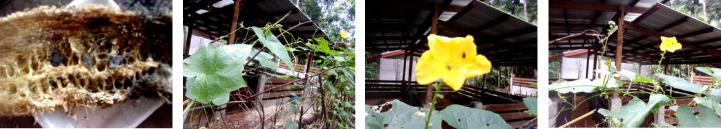 Images of Patola (Luffa)