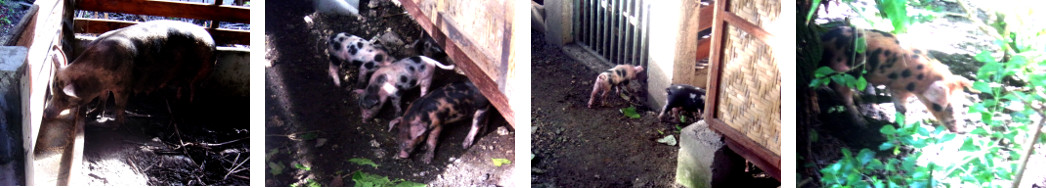 Images of tropival backyard piglets playing in the
garden