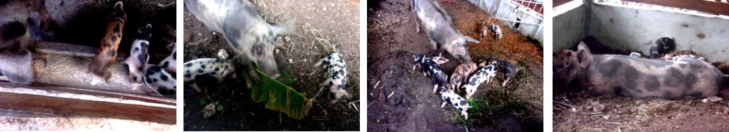 Images of self-weaned tropical backyard piglets