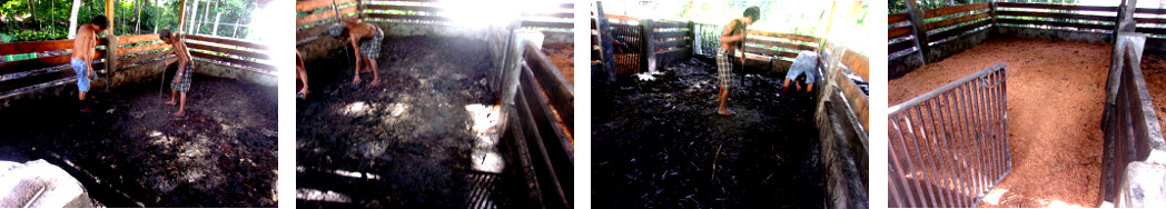Images of tropical backyard boar's penj
being cleaned up