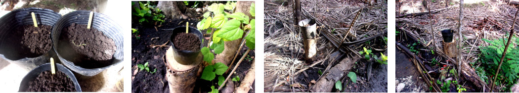 Images of seeds in pots in tropical backyard