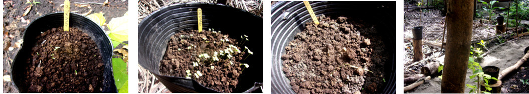 Images of seeds sprouting in pots in tropical backyard