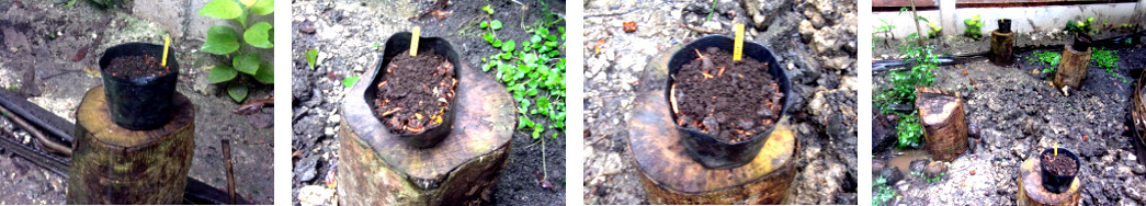 Images of pots with newly planted seeds placed in a
        tropical backyard