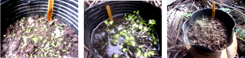 Images of seedlings in pots in tropical backyard