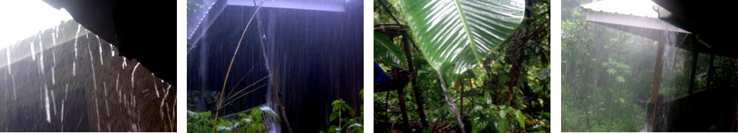 Images of rain in tropical backyard