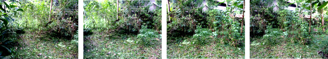 Images of tidy portion of tropical
        backyard