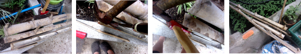 Images of splitting bmboo to make
        thinner garden sticks
