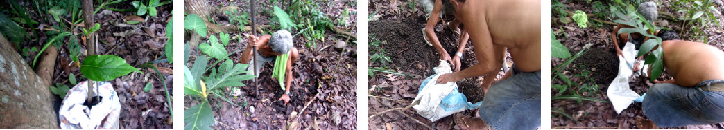 Images of Breadfruit tree being planted in tropical
        backyard