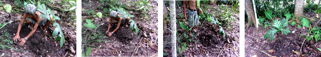 Images of Breadfruit tree being planted in tropical
        backyard