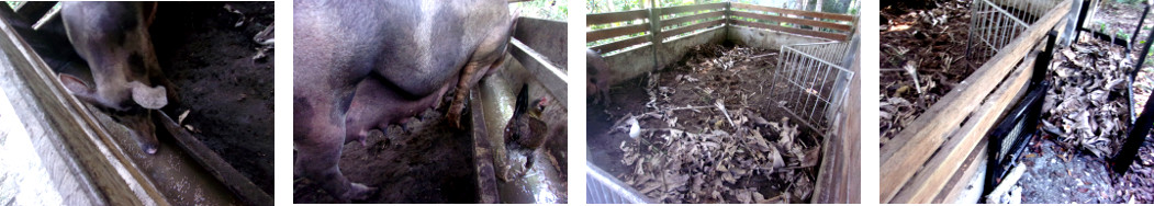 Images of heavily pregnant
            tropical backyard sow