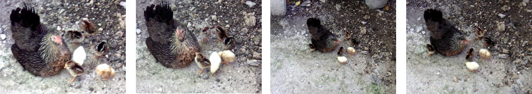 Images of newly hatced chicks in tropical backyard