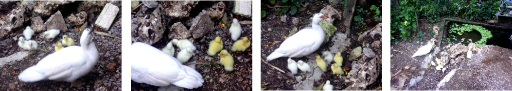 Images of day old ducklings exploring tropical
          backyard