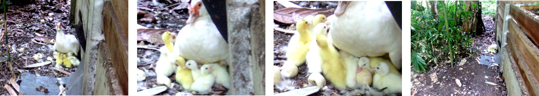 Images of newly hatched muscovy
        dicklings in tropical backyard