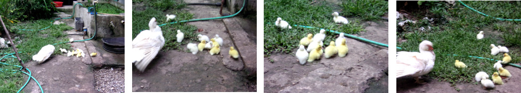Imags of newly hatched ducklings
        exploring tropical backyard