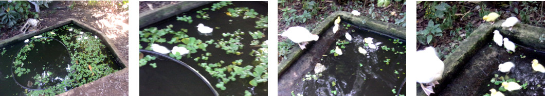 Imagws of newly hatched ducklings
        swimming in a tropical bacyard pond