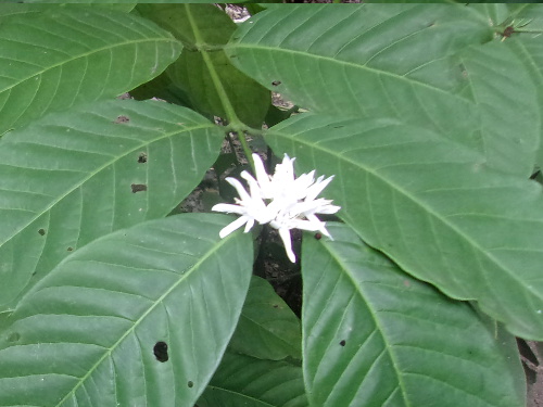 Image of coffee bush flowering