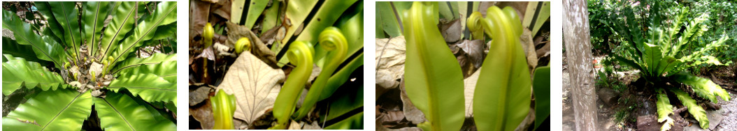 Images of a large Ferm regenerating
        itself in a tropical backyard