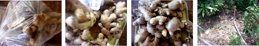 Images of ginger bought and prepared
        for planting